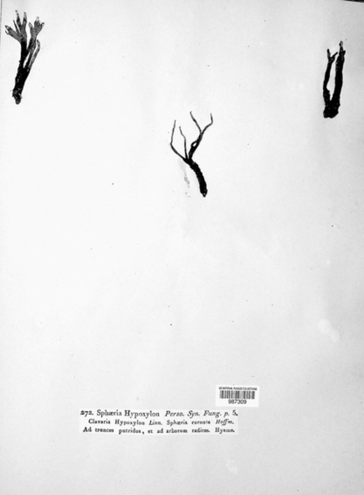 Xylaria hypoxylon image